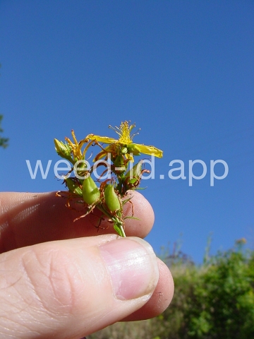 St. Johnswort, common